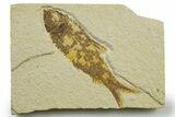 Detailed Fossil Fish (Knightia) - Wyoming #363897-1
